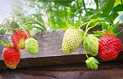 《黑袍纠察队》演员不会为《真人快打1》祖国人配音